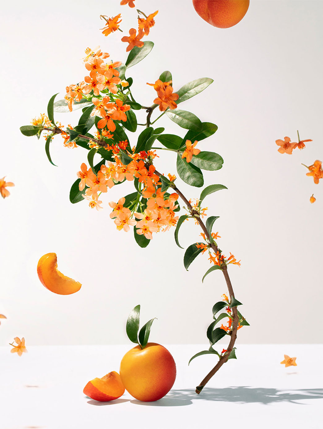 Fleur D''''Osmanthus